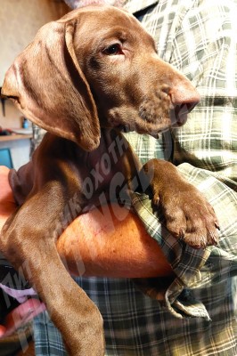 Щенок курцхаар